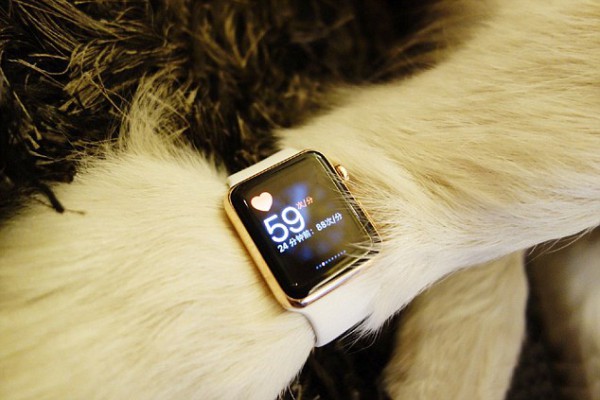 Pic shows: The Husky wearing the Apple Watch. The son of China?s richest man has been flaunting his riches on social media once again, this time buying new Apple products for his pet Husky to wear. Wang Sicong, the 27-year-old son of China?s richest man, gave his dog, known as Wang Keke, two Apple Watches to wear on each of her front legs while at their residence in China?s metropolis Shanghai. Sicong, who even used the watches to test Keke?s heart rate, wrote in the photos: "Hehe more new watches. I wanted to wear four watches ? one on each leg ? but later thought that it was too much boasting, so two will do. Two is the minimum, though, otherwise it would be unbefitting of my status. One question comes to mind: Do you have one?" The photos were posted on a Weibo account created by his staff specifically for the Husky. Sicong is the only son of 60-year-old Wang Jianlin, China?s richest man and CEO of Dalian Wanda Group Corporation Limited ? a Chinese conglomerate that is the country?s largest private property developer. The young man has frequently come under fire in China with state news agency Xinhua saying Wang "recklessly disseminates vulgar information ? from the worship of money to sex and violence". When Wang republished Xinhua's attacks on his highly popular Weibo social media account, he won online support, with many arguing that Xinhua had overreacted to lighthearted comments. However, the news agency has refused to back down, expanding its attack on Wang as a decadent elitist. The row comes amid a crackdown on sexually suggestive material by Chinese authorities. (ends)