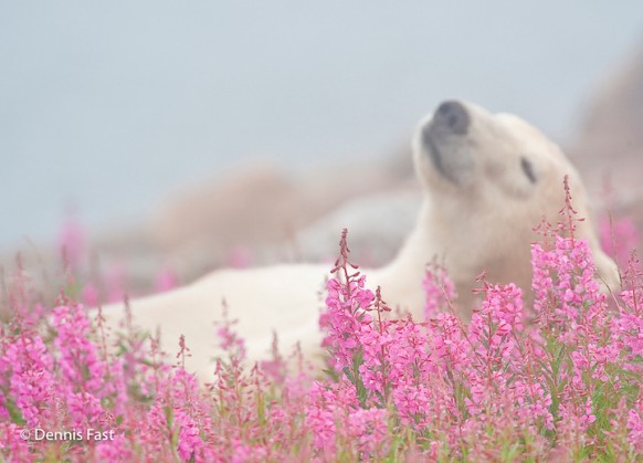 Polar Bear (Ursa maritimus) in fireweed (Epilobium angustifolium) on an island off the sub-arctic coast of Hudson Bay, Churchill, Manitoba, Canada.