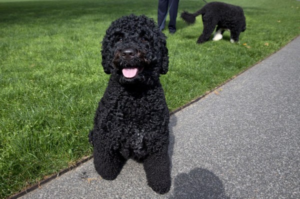 The Presidential dogs Sunny, left, and Bo, are walked by a handler on the South Lawn of the White House on Saturday, May 17, 2014. The Portuguese water dogs are the Obama family pets. (AP Photo/Jacquelyn Martin)