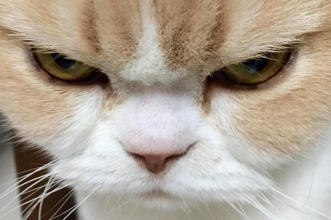 Злее, чем Grumpy cat. В Японии нашли новую <<сердитую>> кошку