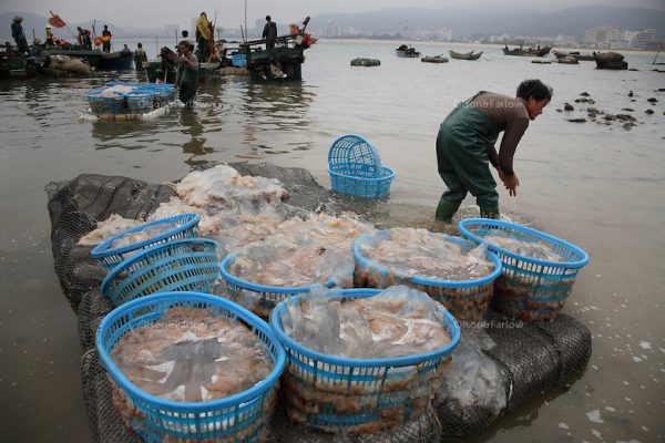 Zhapo, PRC China has a huge Jellyfish fisherie, the entire town slings laundry tubs of gelatinous mucous like jellyfish if it is cloudy day and they can see the masses of jelly from their boats. You have to be aware of cultural differences... People in China like to eat jellyfish because of the texture. But, to me, a jellyfish fishery is "fishing down the food chain." With less and less predators (sharks are down 80 percent) this kind of creature that is lower on the food chain tends to thrive. There are four guys carrying laundry tubs of mucous goo.... they are Cai Xing Duan (crooked back), Cai Xing Ping, Wang Fu Quan, and Cai Xiao Yuan... Contact is thru Cai Xing Ping (who helped us on other stuff) address is Qing An Street, Zhapo, Yangjiang, Guangdong, China. Main contact: Nicole_artbud@hotmail.com or nicolecheng@vip.sina.com Cell phone number: +(86) 139 2214 1600 Nicole Cheng Senior Associate-Guangzhou Burson Marsteller Room 6805A, CITIC Plaza, 233 Tianhe North Road Guangzhou, 510613 P.R.C. +8620 3877 1820 X229 Work Phone 3877 1815 Fax Nicole_cheng@bm.com Initially reef fish only came from the South China Sea, but transport developed and fish now come from all over S.E. Asia. The whole reef fish trade crashed with the 97-98 HK stock market crash. LRF trade is directly linked to economy. With China coming online financially the trade is booming. These fish are often used for celebratory meals in Hong Kong, but in Guangzhou the fish are so cheap and the apartments are so small that many people eat out... And the stereotype is that there is lots of food left on the table. Often a fish is popular because of its color... more than its taste.