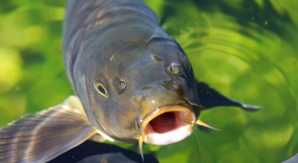 asian carp 25766077 © Czanner - Fotolia.com_