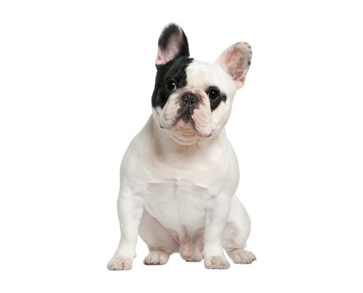 french-bulldog-45c48bafc6880ef44a2ecd293c66c0f9