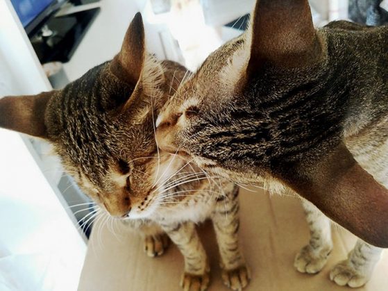 adopted-three-blind-cats-9