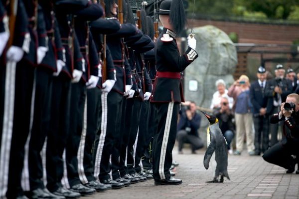 Uniformed soldiers of the King of Norway's Guard parade for inspection by their mascot, king penguin Nils Olaf, who was awarded a knighthood in 2008, at RZSS Edinburgh Zoo, as they announce the penguin's promotion and new title of ?Brigadier Sir Nils Olav?. PRESS ASSOCIATION Photo. Picture date: Monday August 22, 2016. The prestigious title was awarded during a special ceremony which was attended by over 50 uniformed soldiers of His Majesty the King of Norway?s Guard, who are taking part in The Royal Edinburgh Military Tattoo this year. Sir Nils paraded his way up Penguin Walk, whilst inspecting the soldiers of the Guard. The regal, black, white and yellow bird is the mascot of His Majesty the King of Norway?s Guard and his honour is approved by King Harald V of Norway. See PA story SCOTLAND Penguin. Photo credit should read: Jane Barlow/PA Wire