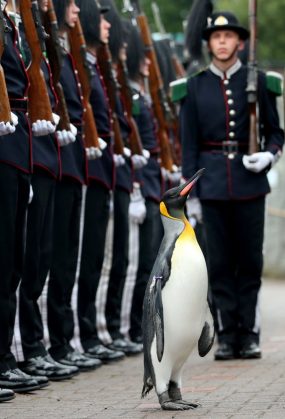 RETRANSMITTING CORRECTING NAME OF PENGUIN FROM OLAF TO OLAV CORRECT CAPTION SHOULD READ Uniformed soldiers of the King of Norway's Guard parade for inspection by their mascot, king penguin Nils Olav, who was awarded a knighthood in 2008, at RZSS Edinburgh Zoo, as they announce the penguin's promotion and new title of Brigadier Sir Nils Olav. PRESS ASSOCIATION Photo. Picture date: Monday August 22, 2016. The prestigious title was awarded during a special ceremony which was attended by over 50 uniformed soldiers of His Majesty the King of Norway?s Guard, who are taking part in The Royal Edinburgh Military Tattoo this year. Sir Nils paraded his way up Penguin Walk, whilst inspecting the soldiers of the Guard. The regal, black, white and yellow bird is the mascot of His Majesty the King of Norway?s Guard and his honour is approved by King Harald V of Norway. See PA story SCOTLAND Penguin. Photo credit should read: Jane Barlow/PA Wire