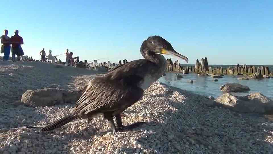 В Ейске добрые люди закормили баклана со сломанным крылом до смерти