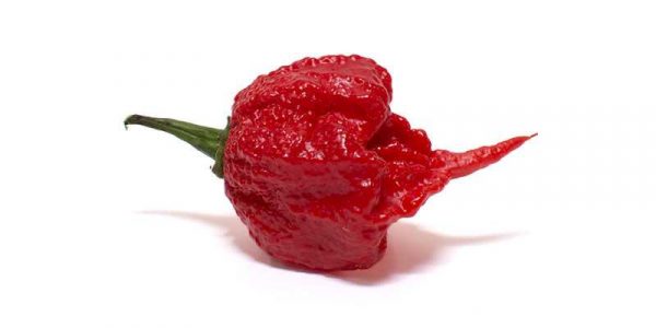 Carolina_Reaper_Header