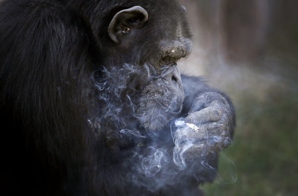 Azalea, whose Korean name is "Dallae", a 19-year-old female chimpanzee, smokes a cigarette at the Central Zoo in Pyongyang, North Korea on Wednesday, Oct. 19, 2016. According to officials at the newly renovated zoo, which has become a favorite leisure spot in the North Korean capital since it was re-opened in July, the chimpanzee smokes about a pack a day. They insist, however, that she doesn’t inhale. (AP Photo/Wong Maye-E)