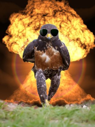 funny-hawk-photoshop-battle-14-57f1fd63c7ed8__700