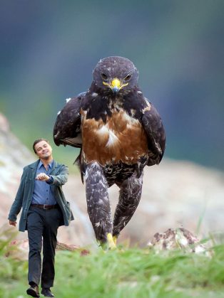 funny-hawk-photoshop-battle-29-57f1fd840b6cc__700