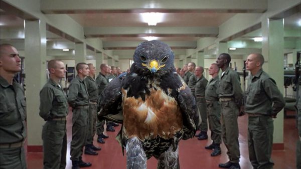 funny-hawk-photoshop-battle-9-57f1fd58c76d3__700