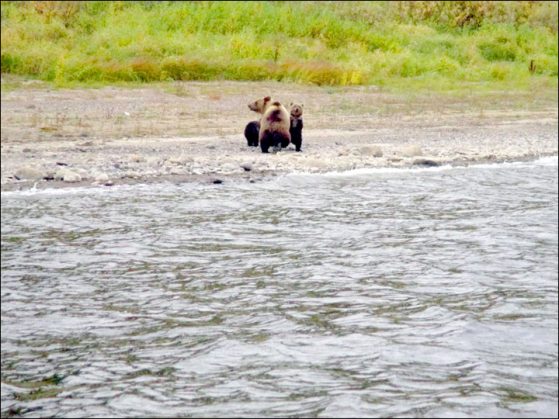 inside-mother-and-cubs