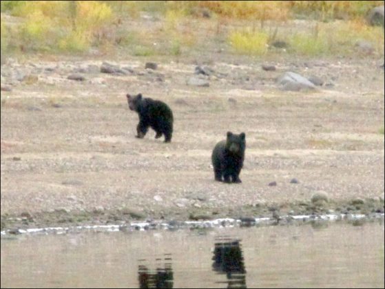 inside-two-cubs