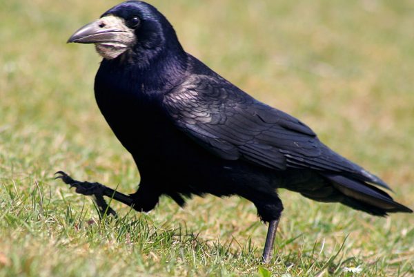 1280px-rook_-_corvus_frugilegus_-476445950