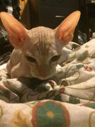 shaved-kittens-sold-sphynx-cats-1-1