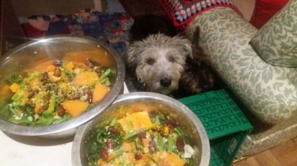 PIC FROM MERCURY PRESS (PICTURED: TOMMY AND BELLA WITH THEIR DINNER) Meet the VEGAN dogs who live exclusively on a ?cruelty free? diet of raw green vegetables, sweet potatoes, fruit and herbs and spices. Owner Paula Lawes, 41, said Tommy the Patterdale Terrier and mixed-breed Romanian rescue dog Bella can?t get enough of their healthy vegan grub ? and NEVER miss meat. Part time caf? worker Paula runs a vegan bakery business and decided to change to a vegan lifestyle at the beginning of the year. And within a couple of months the 41-year-old, from Gosport, Hants, decided it was time for her four-year-old pooches to join her in her dedication to the vegan cause. SEE MERCURY COPY