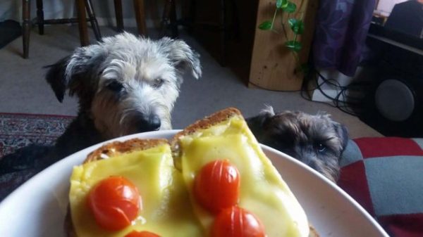 PIC FROM MERCURY PRESS (PICTURED: TOMMY AND BELLA WITH THEIR DINNER) Meet the VEGAN dogs who live exclusively on a ?cruelty free? diet of raw green vegetables, sweet potatoes, fruit and herbs and spices. Owner Paula Lawes, 41, said Tommy the Patterdale Terrier and mixed-breed Romanian rescue dog Bella can?t get enough of their healthy vegan grub ? and NEVER miss meat. Part time caf? worker Paula runs a vegan bakery business and decided to change to a vegan lifestyle at the beginning of the year. And within a couple of months the 41-year-old, from Gosport, Hants, decided it was time for her four-year-old pooches to join her in her dedication to the vegan cause. SEE MERCURY COPY