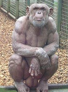 220px-bodybuilderchimp