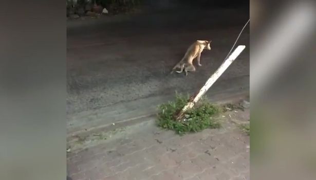 Водитель вышел из машины помочь парализованной собаке, ползущей по трассе. Зря