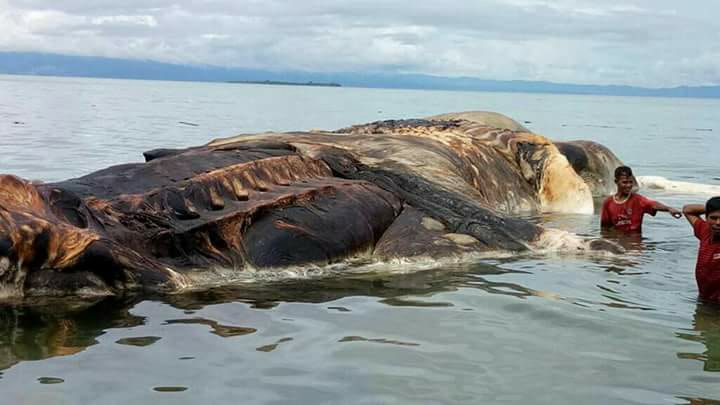 В Индонезии море вынесло тушу 15-метрового животного, и никто не понимает, что это