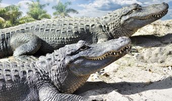 Аллигаторы замёрзли в болоте, высунув морды наружу. Но в парке объяснили, почему это нормально