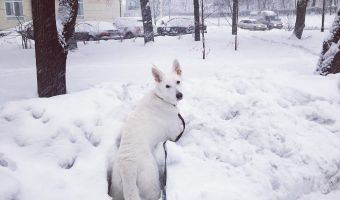 Власть белому. Московский снегопад в соцсетях: пробки, падающие деревья, сугробы, жалобы и крутые фотографии