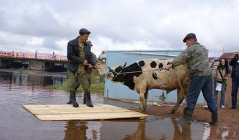 Пермский Минкульт поддержал ритуальное убийство быка с купанием в его крови. И это не метафоры