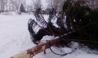 Бизнесмены из Башкирии спилили новогоднюю ёлку для города на могиле. Стоило сначала узнать, кто там похоронен