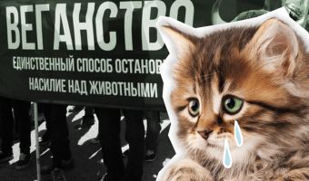 Девушка показала, что бывает с кошками, которых сделали веганами. И теперь этих бедняг спасают всем миром