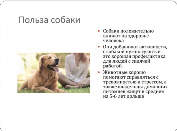 Парень не хотел собаку, но всё поменяла одна презентация. И теперь у него растёт милая пушистая буханка