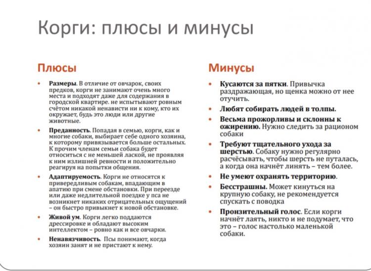 Парень не хотел собаку, но всё поменяла одна презентация. И теперь у него растёт милая пушистая буханка