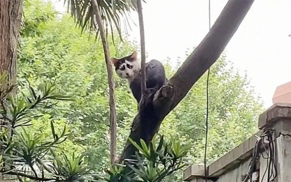 В Китае нашёлся кот, от взгляда на которого становится грустно. Но слёзы вызывает не его история, а внешность