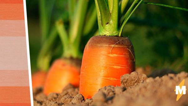 Посади овощи, будут свои продукты, говорили они. Парень так и сделал, но его урожай - кошмарный сон агронома