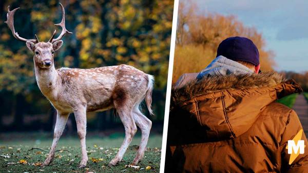 Олень и мужчина разыграли драму в трёх действиях. Животное получило приз зрительских симпатий, человек - хейт