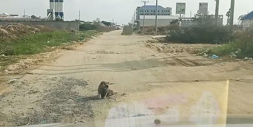 Водитель увидел парализованного пса, но зря пошёл помогать. Заметив камеру, собака показала чудо в духе Иисуса