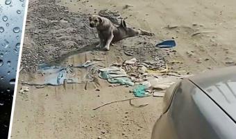 Водитель увидел парализованного пса, но зря пошёл помогать. Заметив камеру, собака показала чудо в духе Иисуса