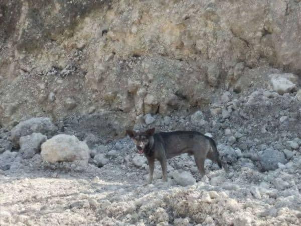 Байкер услышал истошно лающую собаку и не зря пошёл за ней. Увидев, к кому привёл пёс, пришлось звать полицию