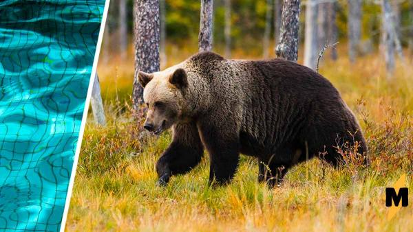 Хозяйка заметила: вода в бассейне стала грязной. Проверив камеры, она поняла - там прошла лесная аквадискотека