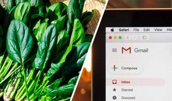 Учёные научили шпинат отправлять имейлы, и люди беспокоятся. Они верят: растения теперь могут лишить их работы
