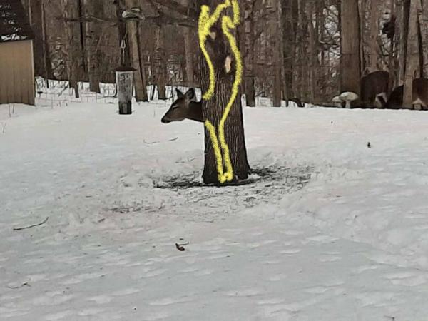 Олень на фото спрятался за деревом и сломал матрицу. Куда исчезло его туловище, понять невозможно