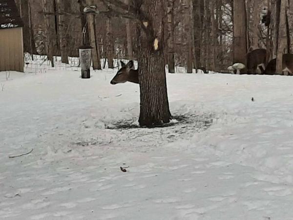 Олень на фото спрятался за деревом и сломал матрицу. Куда исчезло его туловище, понять невозможно