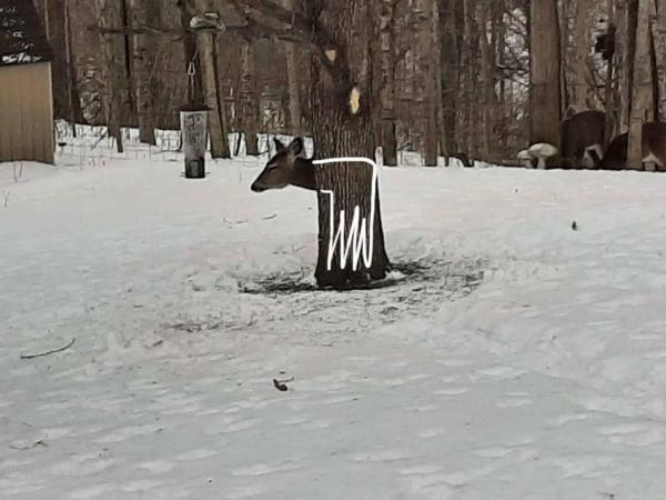 Олень на фото спрятался за деревом и сломал матрицу. Куда исчезло его туловище, понять невозможно