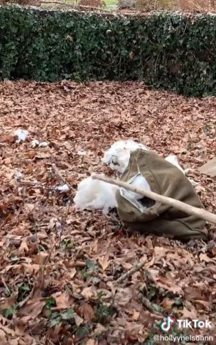 Девушка заглянула в свой заброшенный домик на дереве и не зря. Ведь у него появился хозяин,