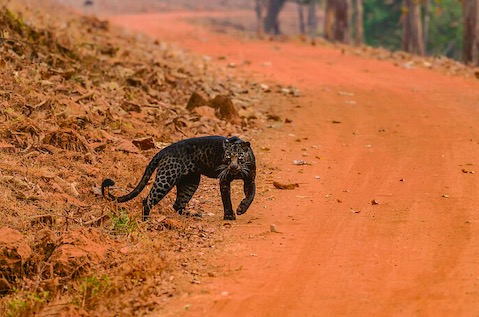 Фотограф не поверил глазам, когда мимо промчался чёрный леопард. Но тот вернулся и доказал свою реальность