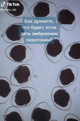 Что будет, если дать эмбрионам серотонин. Учёный показал и подвинься, аквадискотека, у нас тут патихард