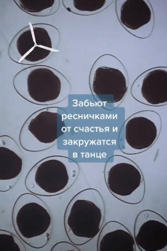 Что будет, если дать эмбрионам серотонин. Учёный показал и подвинься, аквадискотека, у нас тут патихард