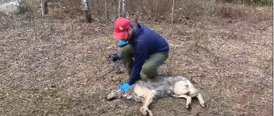 Учёные повесили на волка камеру и сняли день его глазами. Увиденное оказалось сюрпризом даже для них