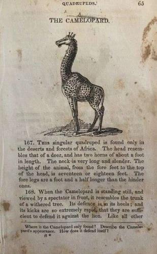 Знаете, как 200 лет назад звали жирафа? Мы тоже нет, пока реддитор не опубликовал страницу из старой книги