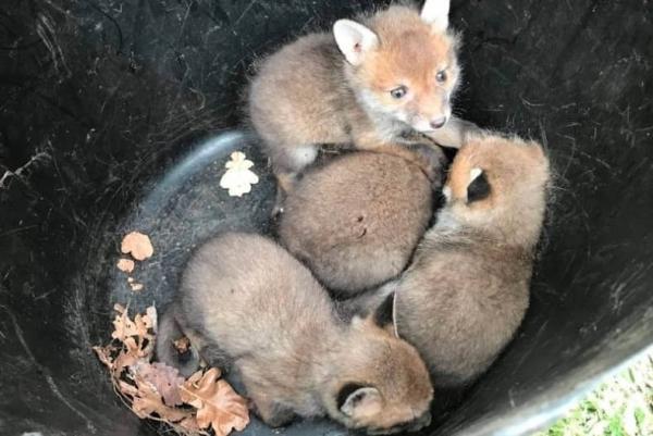 Семья нашла в саду мохнатый клубок и думала - коты. Ошибка, ведь уже наутро им пришлось вызывать спасателей